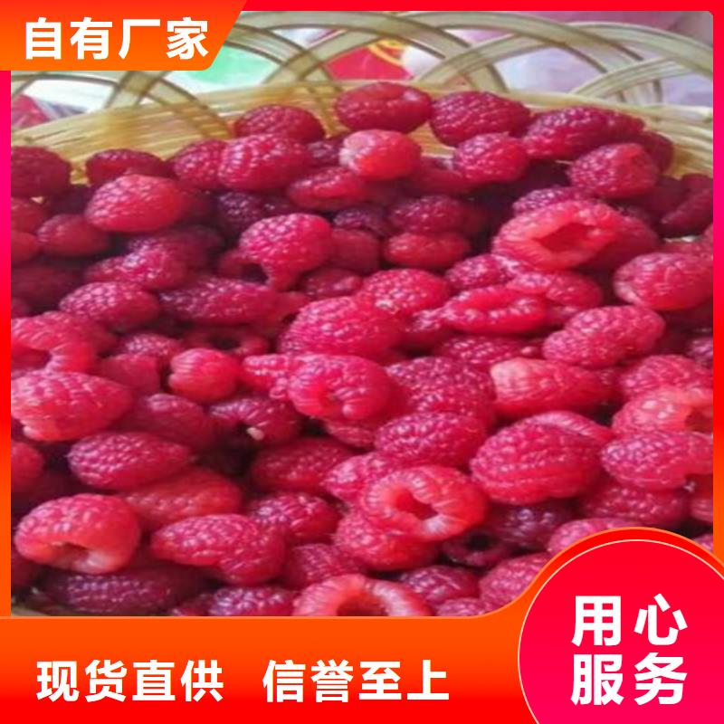 樹莓櫻桃苗質量無憂