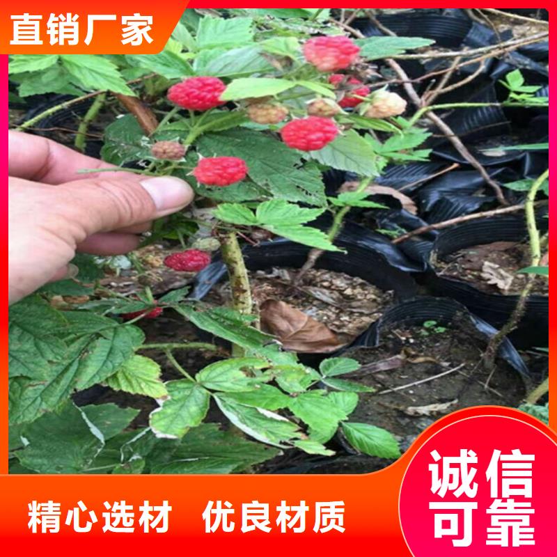 櫻桃苗-視頻-櫻桃苗(軒園)覆蓋地域河北省秦皇島市昌黎|北戴河|邢臺|廊坊|張家口|邯鄲|滄州|承德|保定