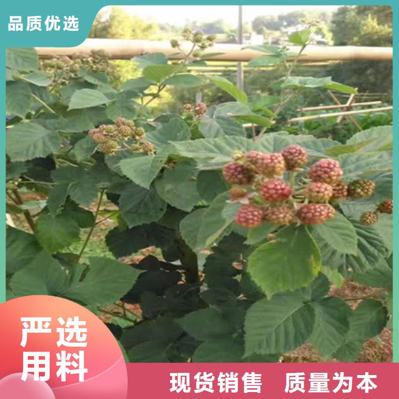 櫻桃苗-視頻-櫻桃苗(軒園)覆蓋地域河北省秦皇島市昌黎|北戴河|邢臺|廊坊|張家口|邯鄲|滄州|承德|保定