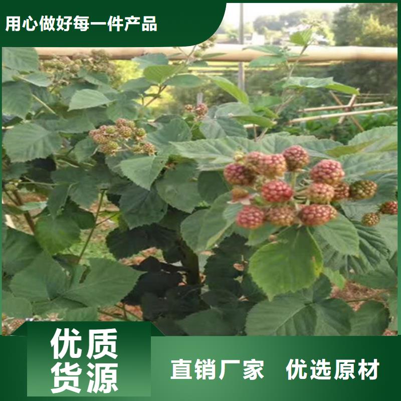 樹莓石榴樹苗專注細節更放心