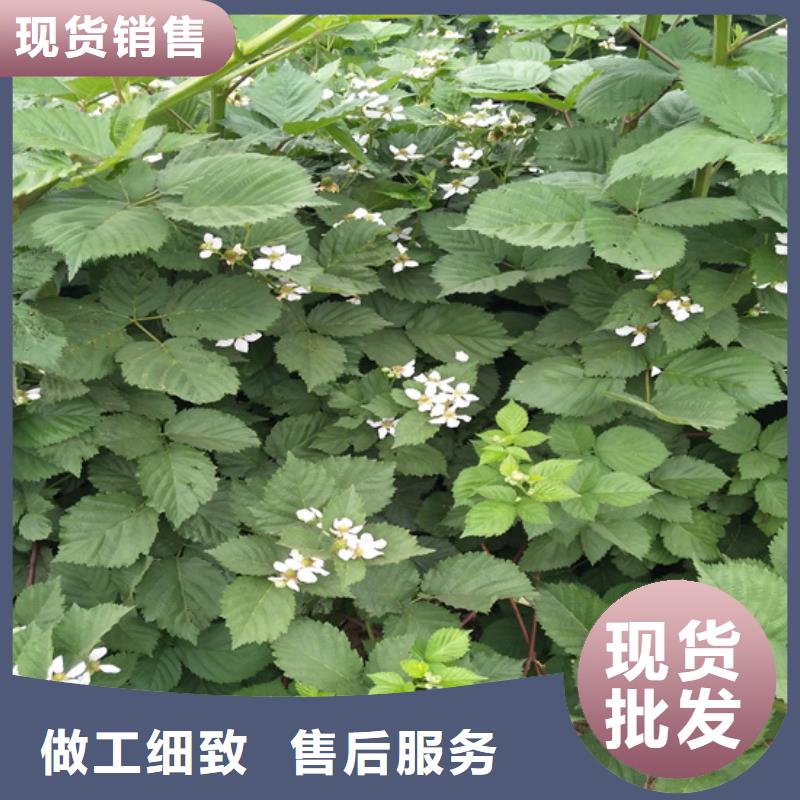 【樹莓】-蘋果苗從廠家買售后有保障