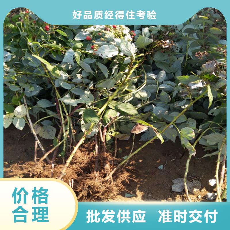 樹莓_蘋果苗精工制作