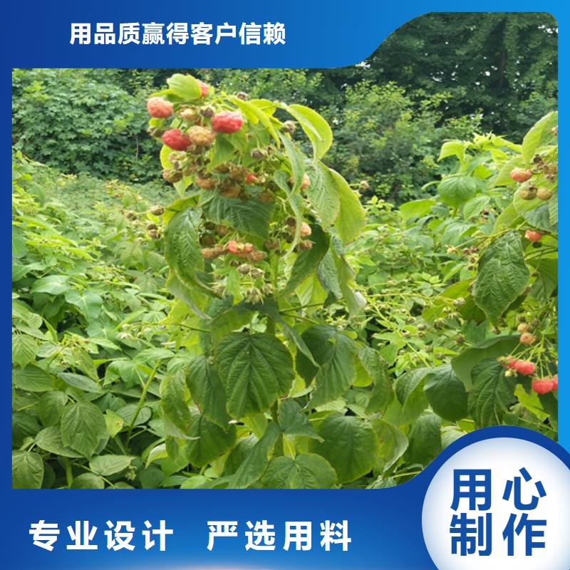 樹莓_蘋果苗精工制作