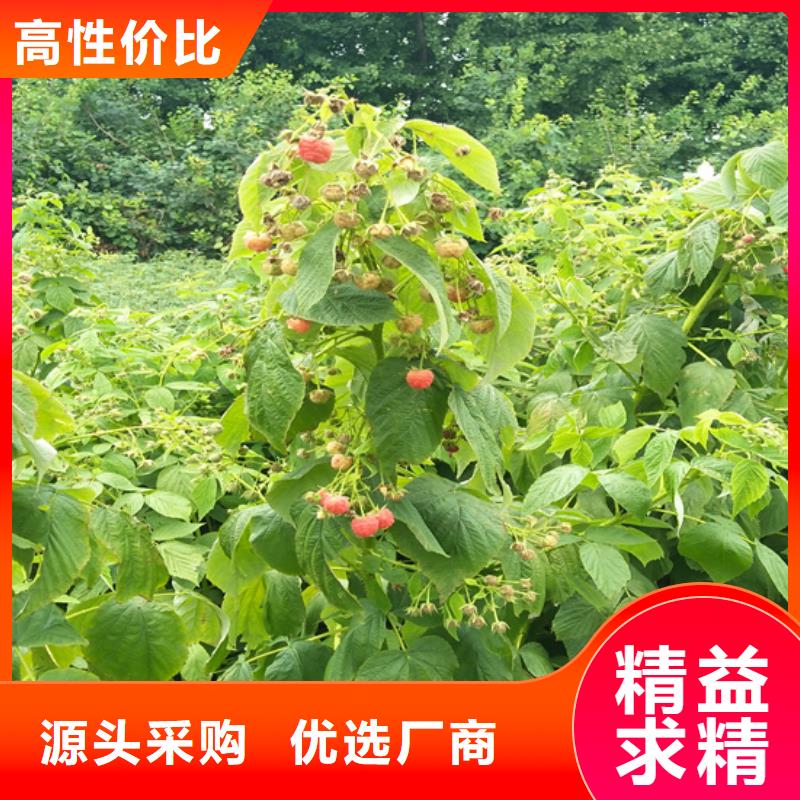 樹莓,藍莓苗超產品在細節