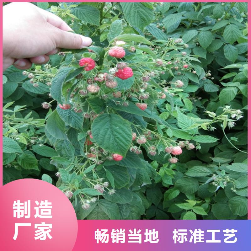 櫻桃苗-視頻-櫻桃苗(軒園)覆蓋地域河北省秦皇島市昌黎|北戴河|邢臺|廊坊|張家口|邯鄲|滄州|承德|保定