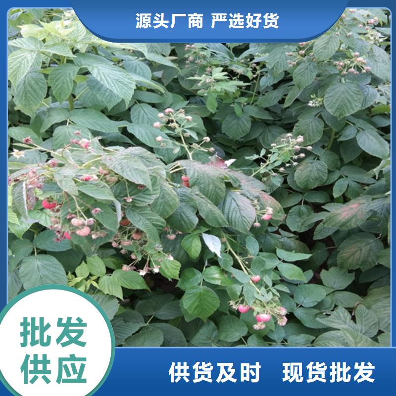 櫻桃苗-視頻-櫻桃苗(軒園)覆蓋地域河北省秦皇島市昌黎|北戴河|邢臺|廊坊|張家口|邯鄲|滄州|承德|保定