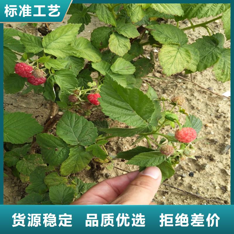 樹莓蘋果苗以質量求生存