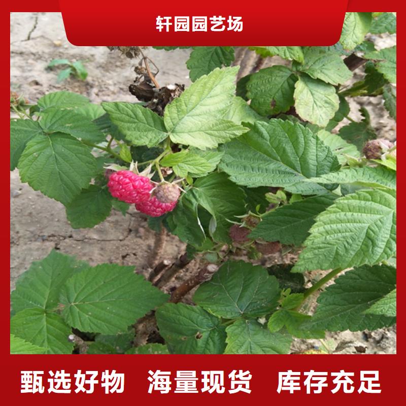 樹莓蘋果苗以質量求生存