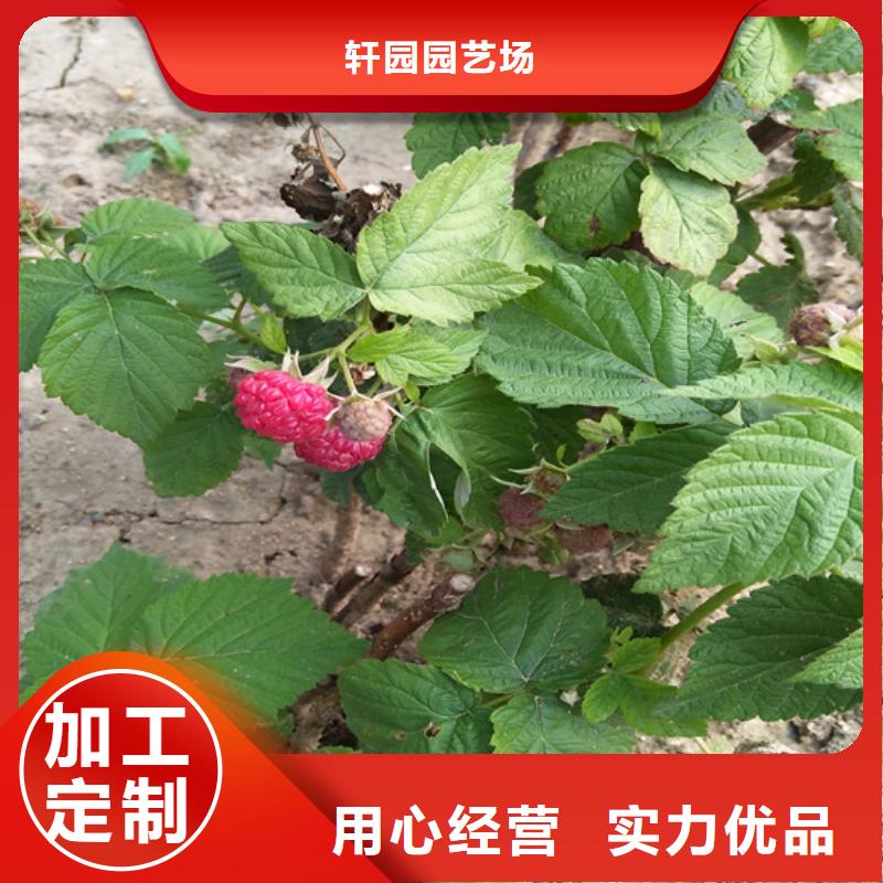 【樹莓】-蘋果苗從廠家買售后有保障