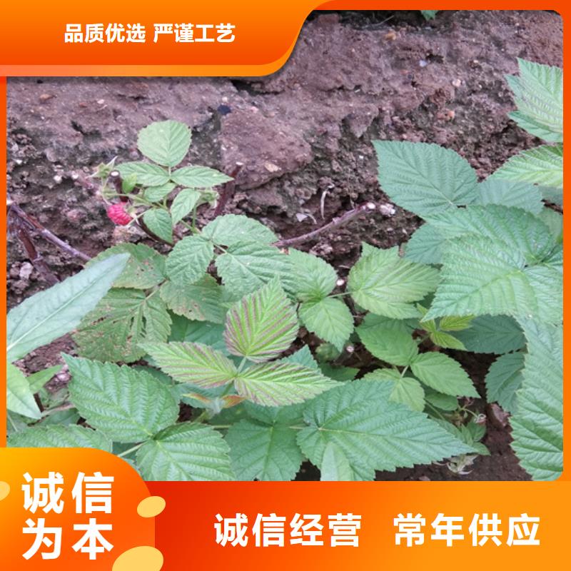 樹莓蘋果苗以質量求生存