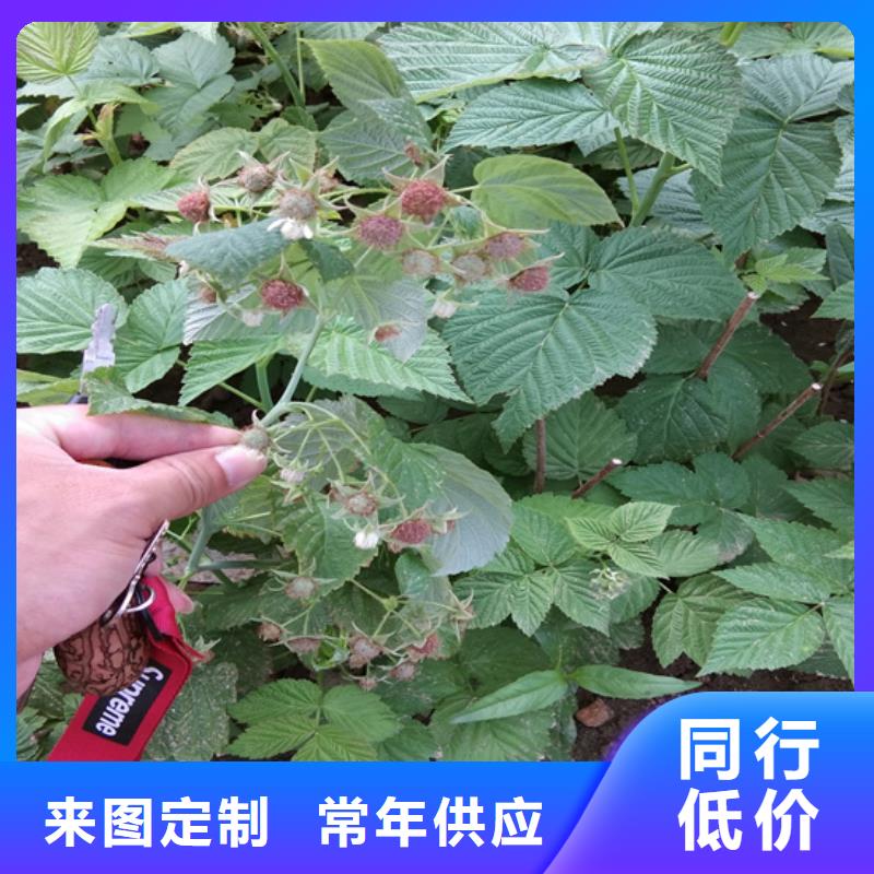 櫻桃苗-視頻-櫻桃苗(軒園)覆蓋地域河北省秦皇島市昌黎|北戴河|邢臺|廊坊|張家口|邯鄲|滄州|承德|保定