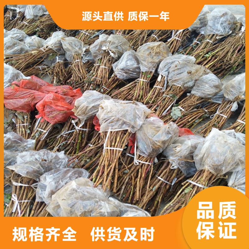 櫻桃苗-視頻-櫻桃苗(軒園)覆蓋地域河北省秦皇島市昌黎|北戴河|邢臺|廊坊|張家口|邯鄲|滄州|承德|保定