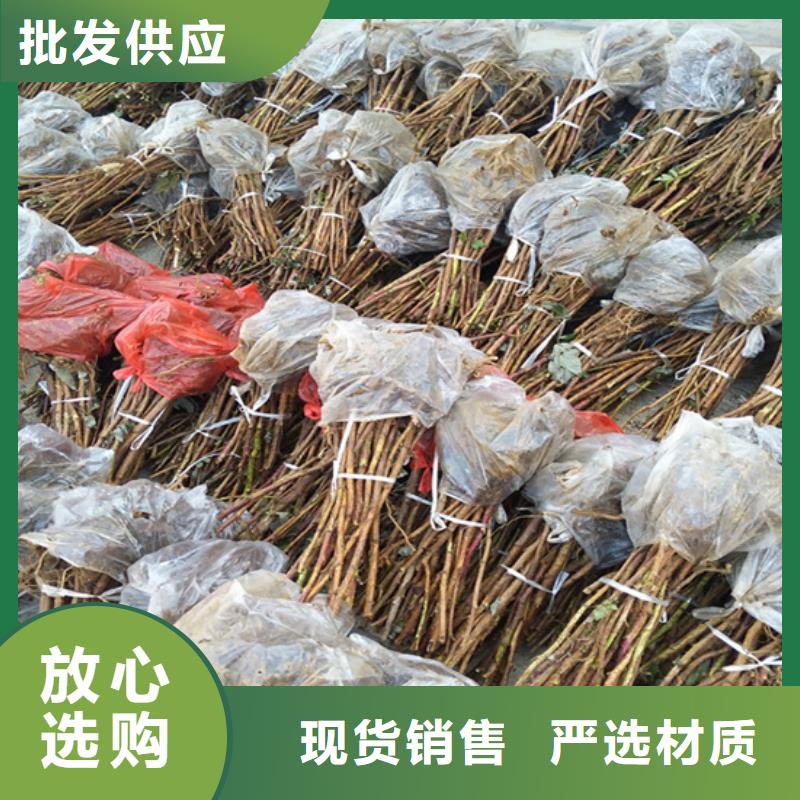 樹莓板栗苗實力商家供貨穩(wěn)定