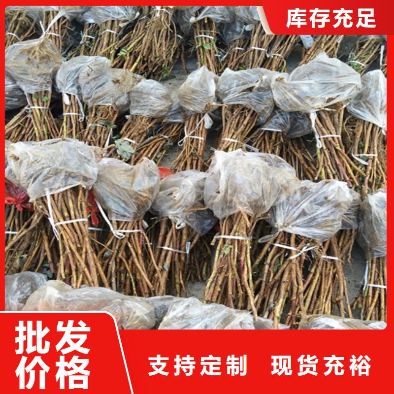 樹莓蘋果苗以質量求生存