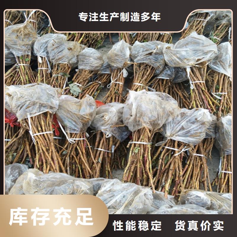 樹莓蘋果苗可定制