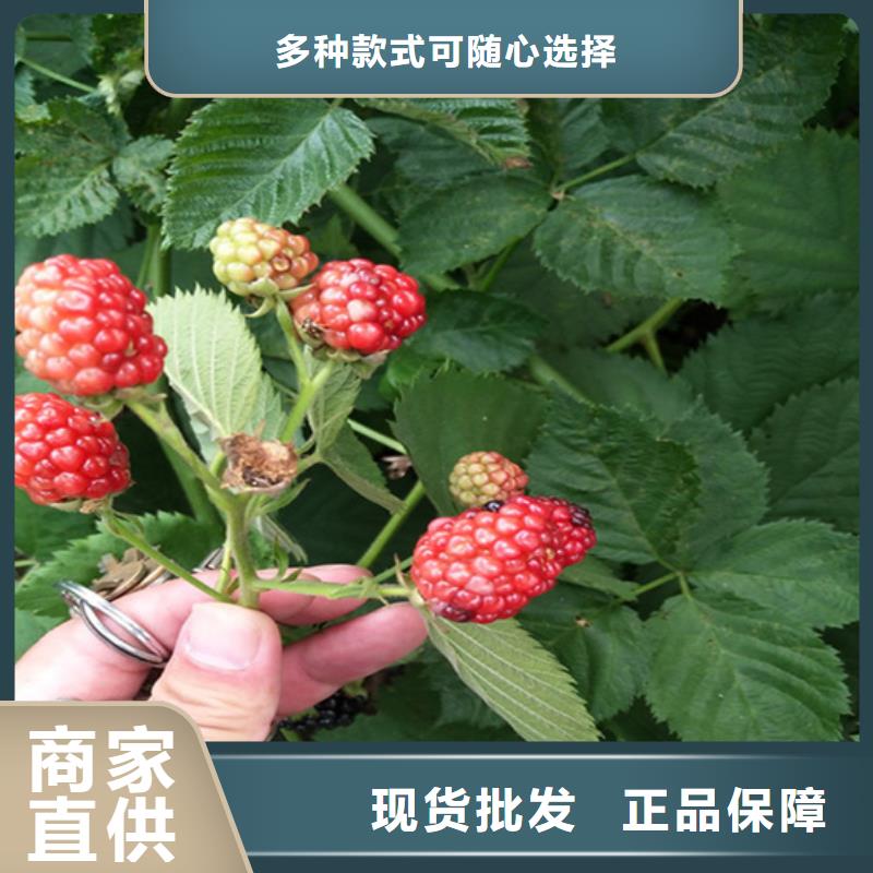 櫻桃苗-視頻-櫻桃苗(軒園)覆蓋地域河北省秦皇島市昌黎|北戴河|邢臺|廊坊|張家口|邯鄲|滄州|承德|保定