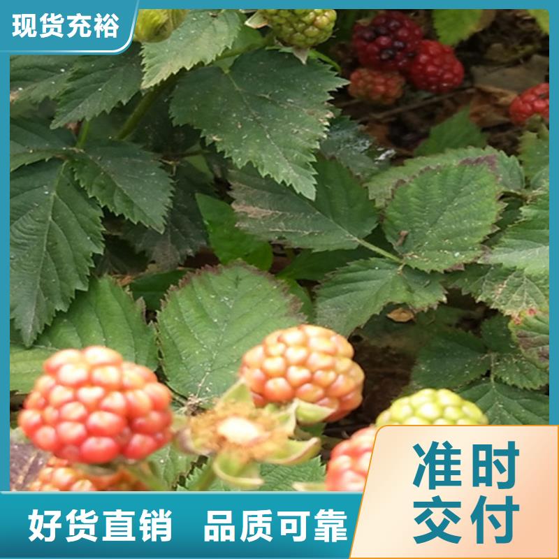 櫻桃苗-視頻-櫻桃苗(軒園)覆蓋地域河北省秦皇島市昌黎|北戴河|邢臺|廊坊|張家口|邯鄲|滄州|承德|保定