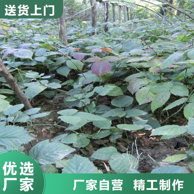 樹莓_蘋果苗精工制作