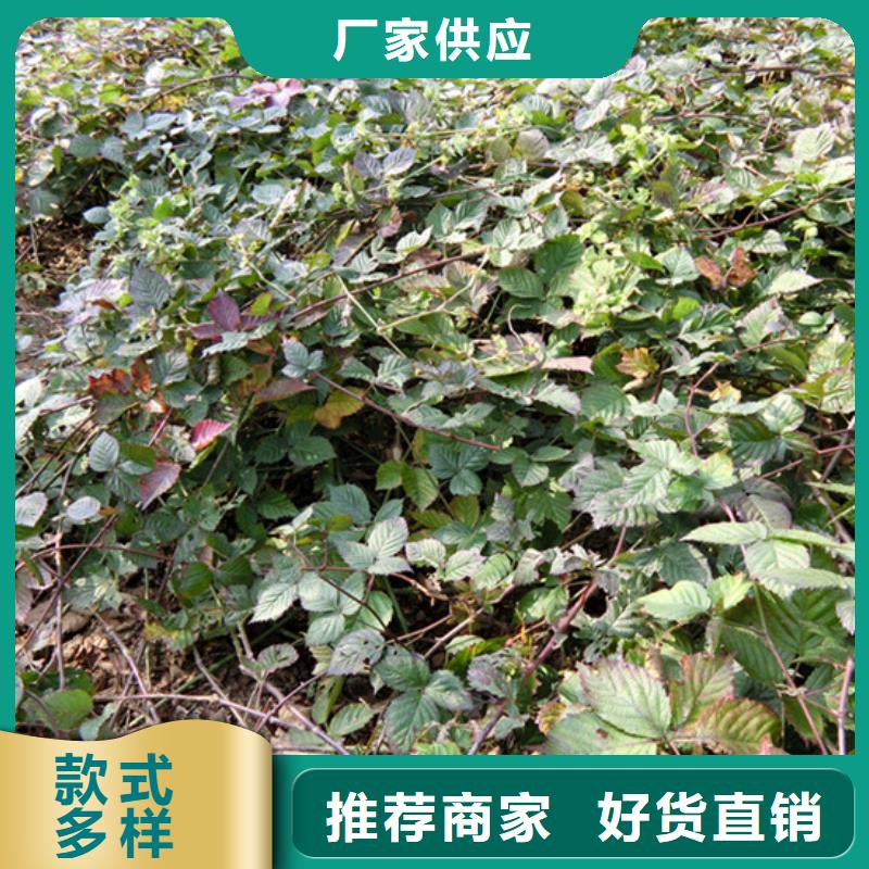 櫻桃苗-視頻-櫻桃苗(軒園)覆蓋地域河北省秦皇島市昌黎|北戴河|邢臺|廊坊|張家口|邯鄲|滄州|承德|保定