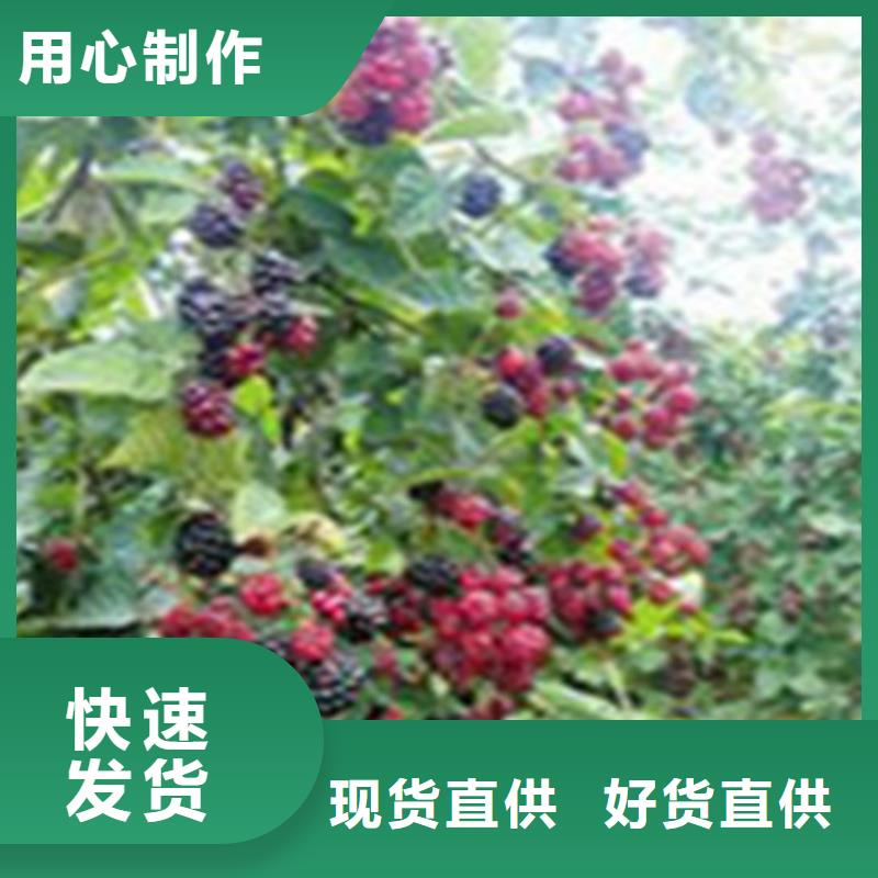 树莓苹果苗高标准高品质