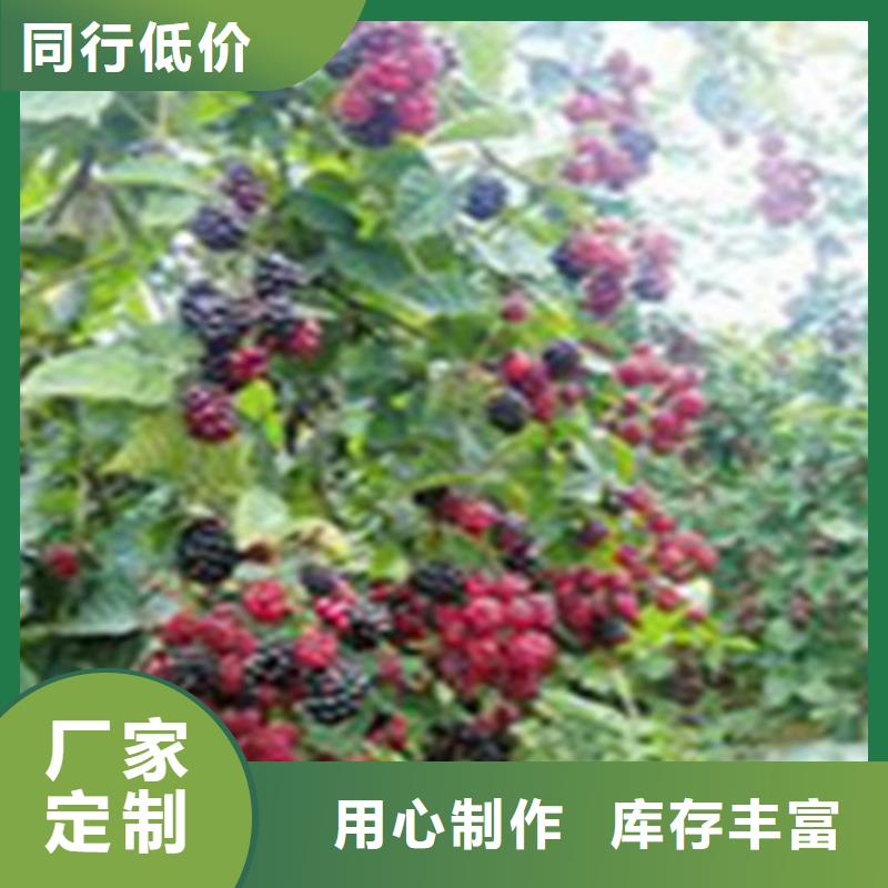 双季红树莓苗欢迎咨询优选[轩园]