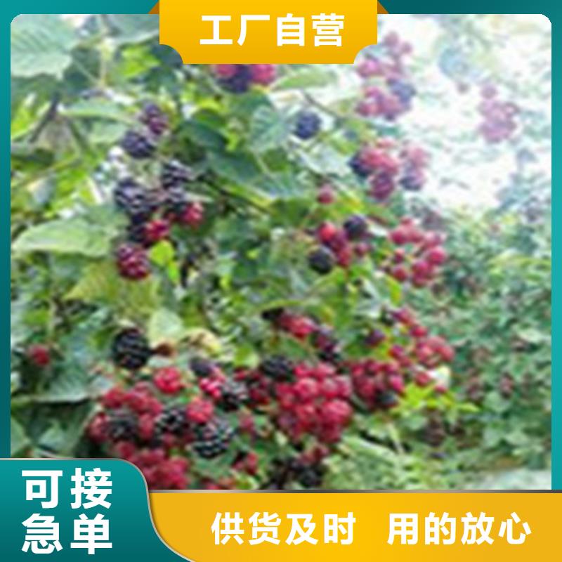 树莓苹果苗信誉有保证