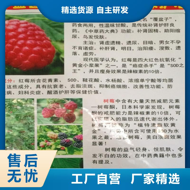 双季黑树莓苗种植基地/轩园园艺场优选原材【轩园】