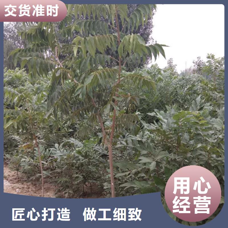 碧根果蘋果苗現貨直發