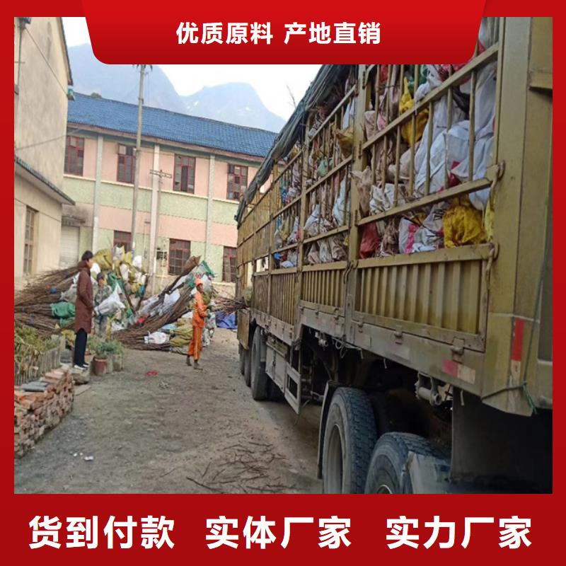 碧根果-板栗苗專注細節更放心