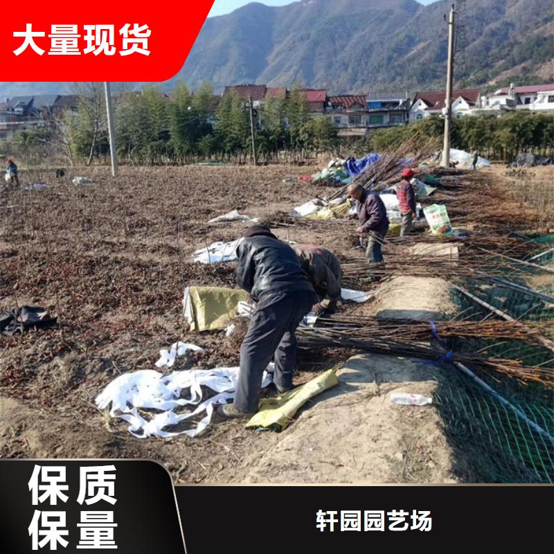 碧根果_櫻桃苗誠信經營現貨現發