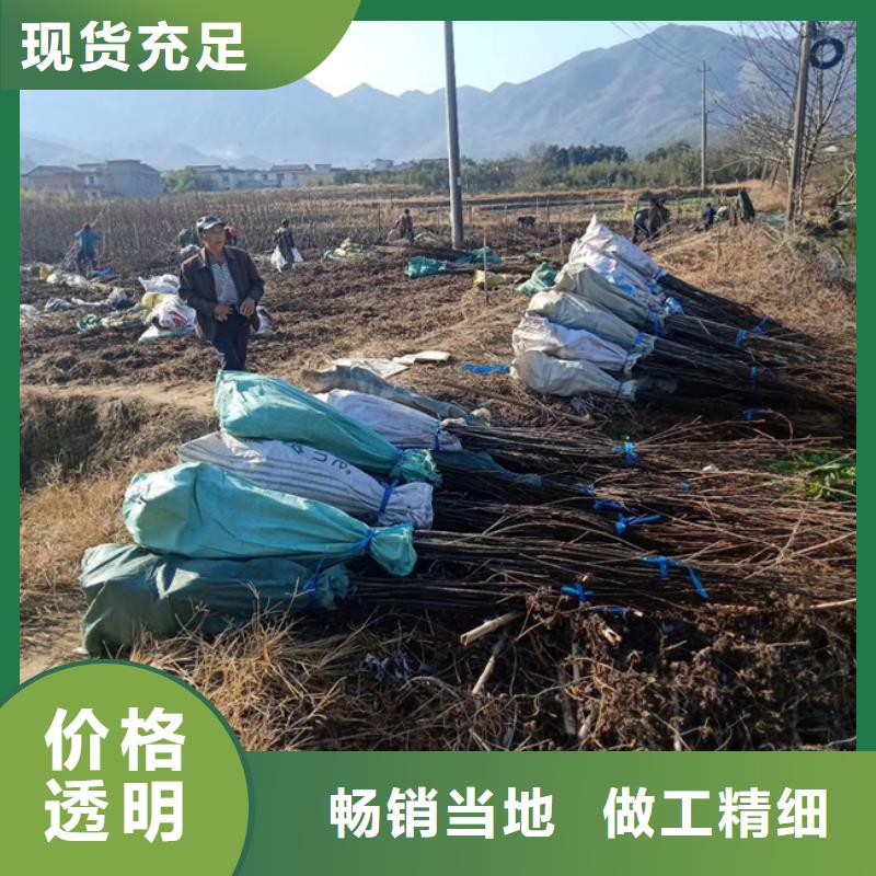 碧根果-櫻桃苗多年行業積累