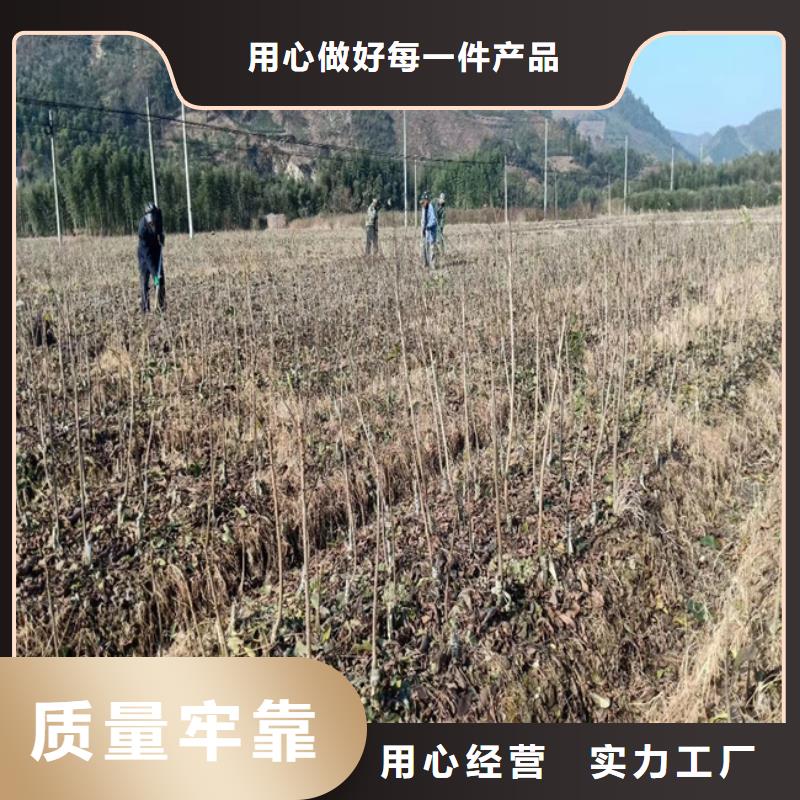 碧根果_櫻桃苗誠信經營現貨現發