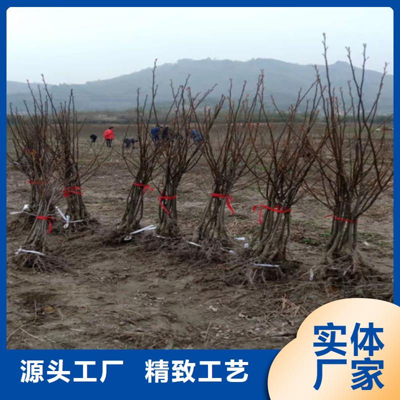 【碧根果,石榴樹客戶信賴的廠家】