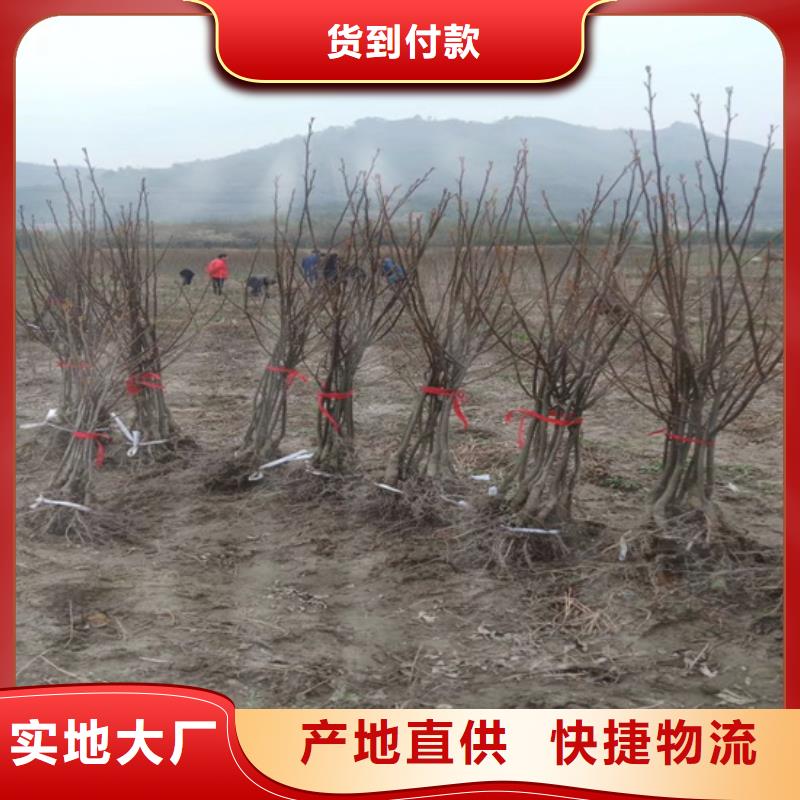 碧根果草莓苗N年專注