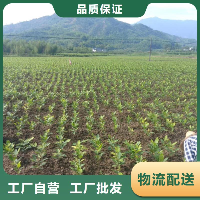 碧根果_櫻桃苗誠信經營現貨現發