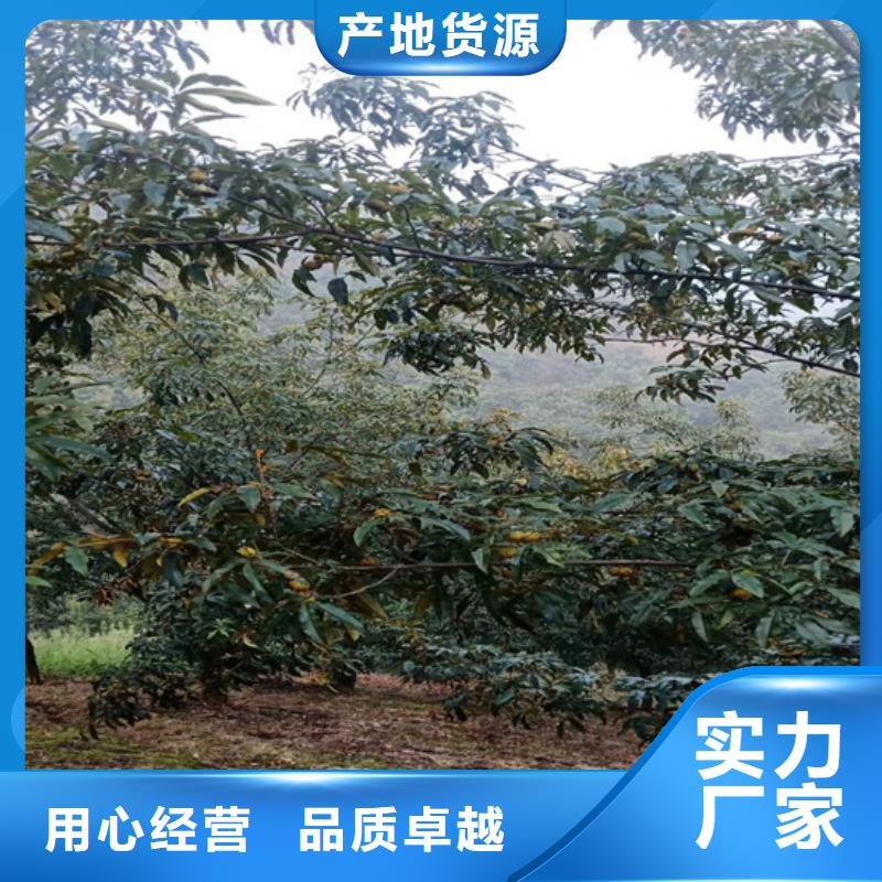 碧根果-板栗苗專注細節更放心