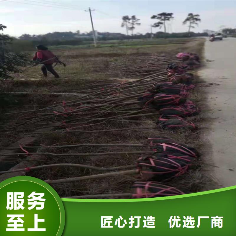 碧根果草莓苗N年專注