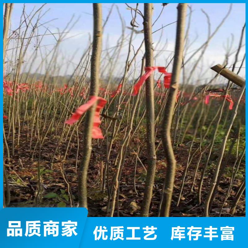 碧根果草莓苗N年專注