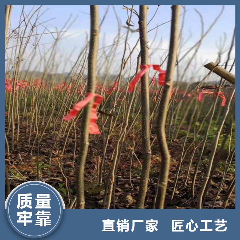 碧根果-櫻桃苗多年行業積累