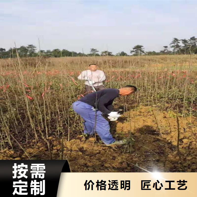 碧根果红石榴苗基地您想要的我们都有