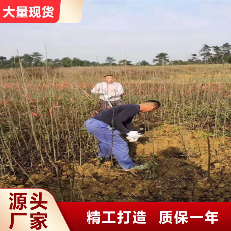 碧根果草莓苗N年專注