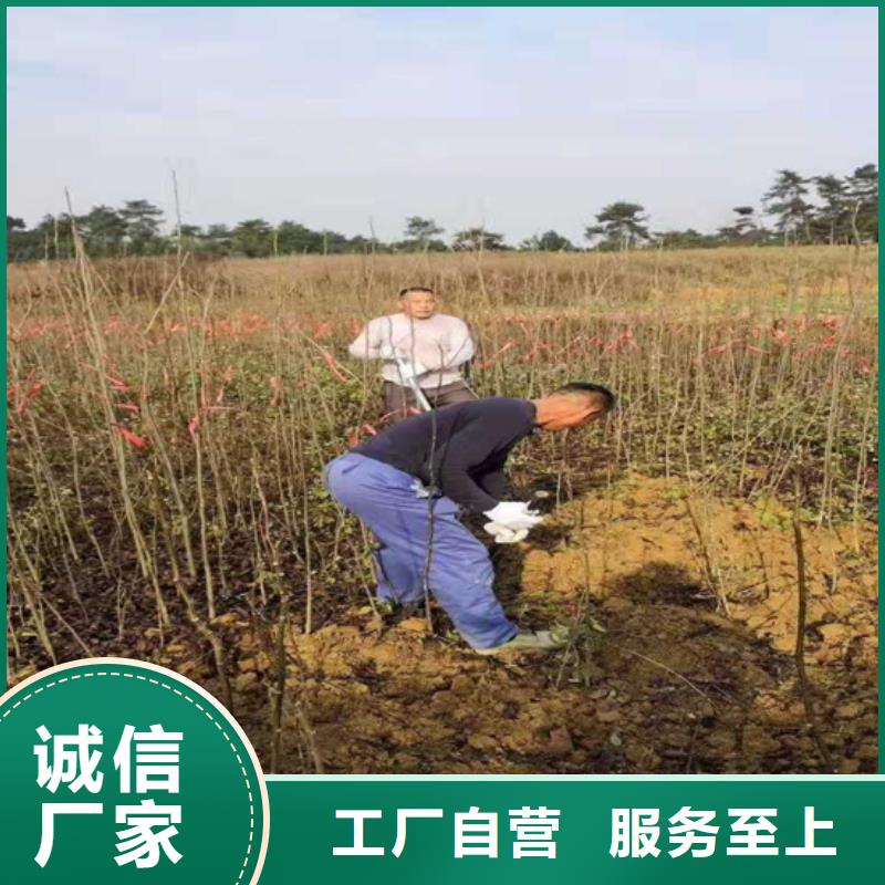 碧根果_櫻桃苗誠信經(jīng)營現(xiàn)貨現(xiàn)發(fā)