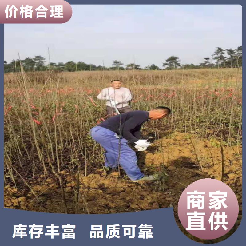 碧根果_櫻桃苗誠信經營現貨現發