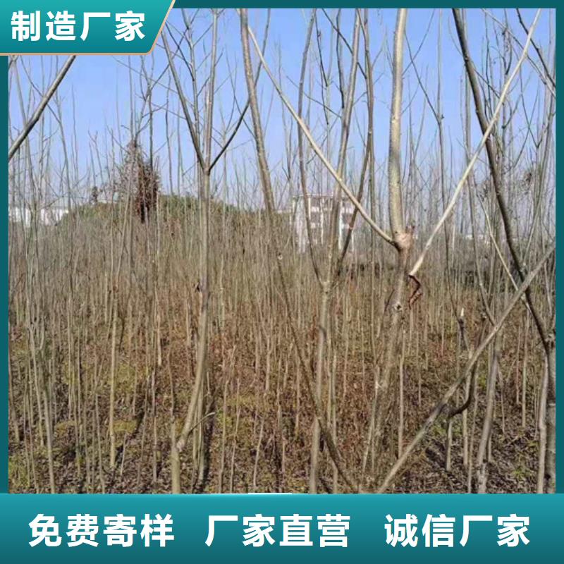 碧根果_板栗苗选择大厂家省事省心