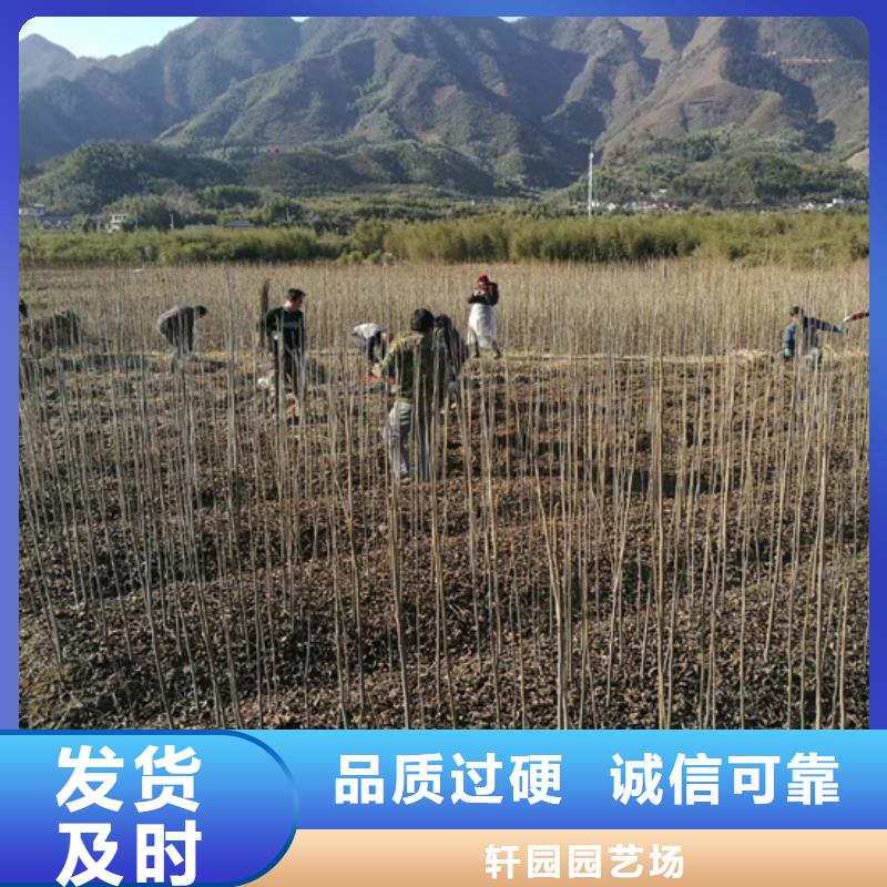 碧根果草莓苗N年專注
