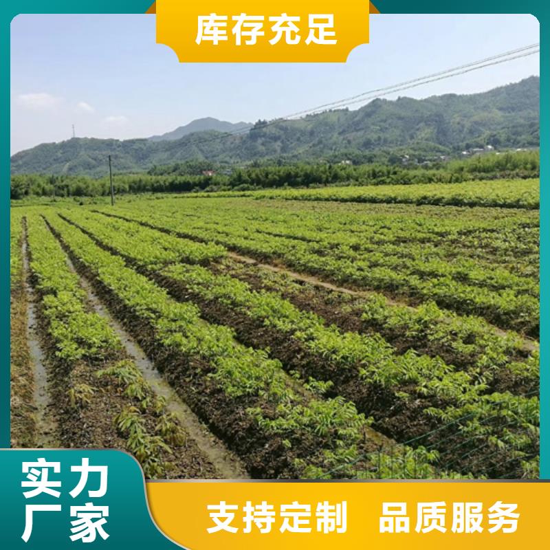 【碧根果3公分石榴苗大量現貨】
