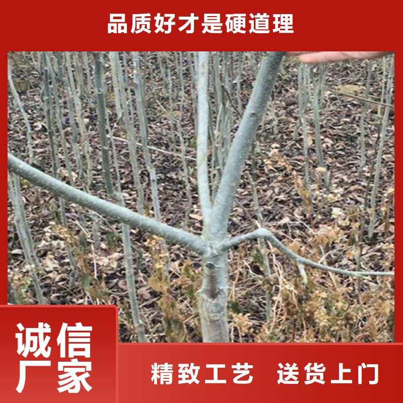 碧根果红石榴苗基地您想要的我们都有