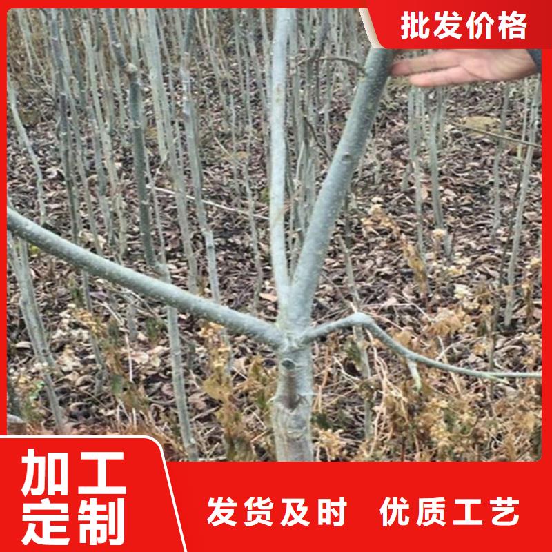 碧根果_樱桃苗正规厂家