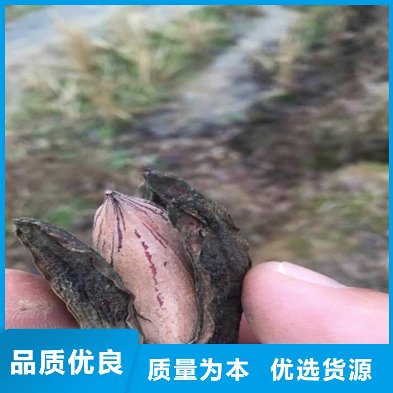 碧根果藍莓苗同行低價