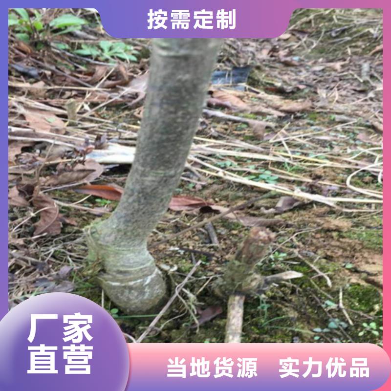 碧根果-板栗苗專注細節更放心